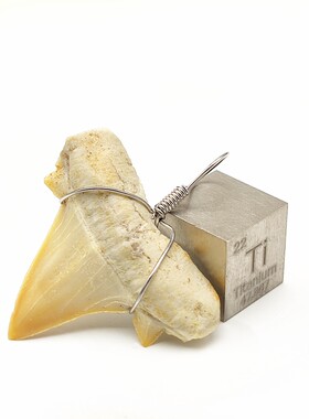 天然鲨鱼牙齿化石吊坠原石