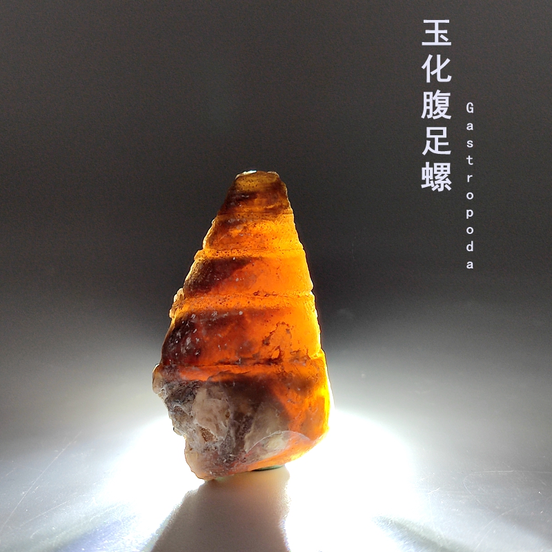 未镶嵌天然测试推荐腹足螺