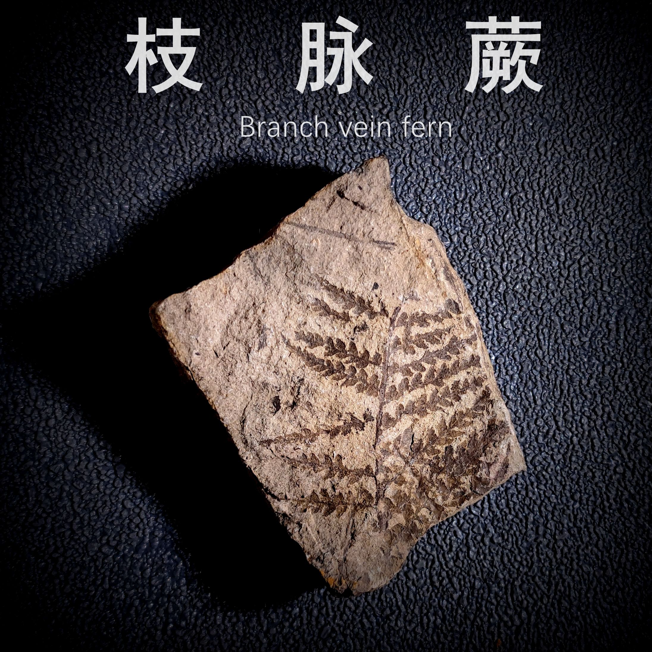 白垩纪科普教学植物化石