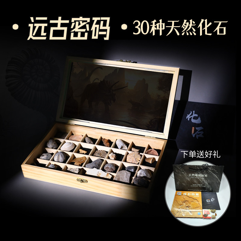 30种古生物化石原石天然三叶虫狼鳍鱼螺化石动物化石标本教学科普