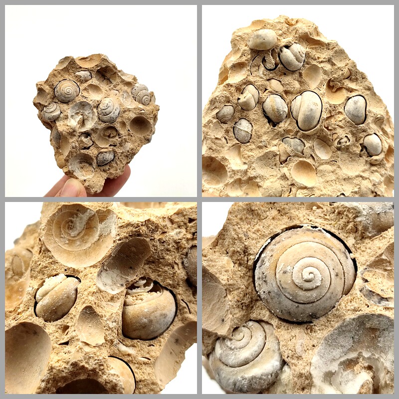 天然圆窝螺化石共生标本腹足动物中生代古生物化石原石标本摆件