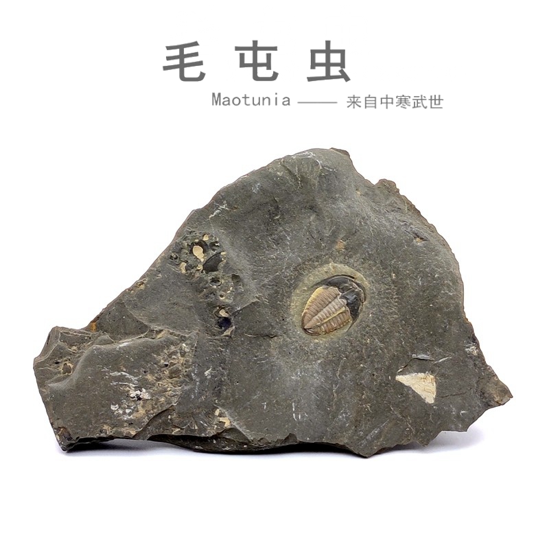 天然化石毛屯虫教学标本摆件