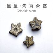 摩洛哥星星海百合茎天然菊石化石三叶虫化石海洋生物化石科普标本