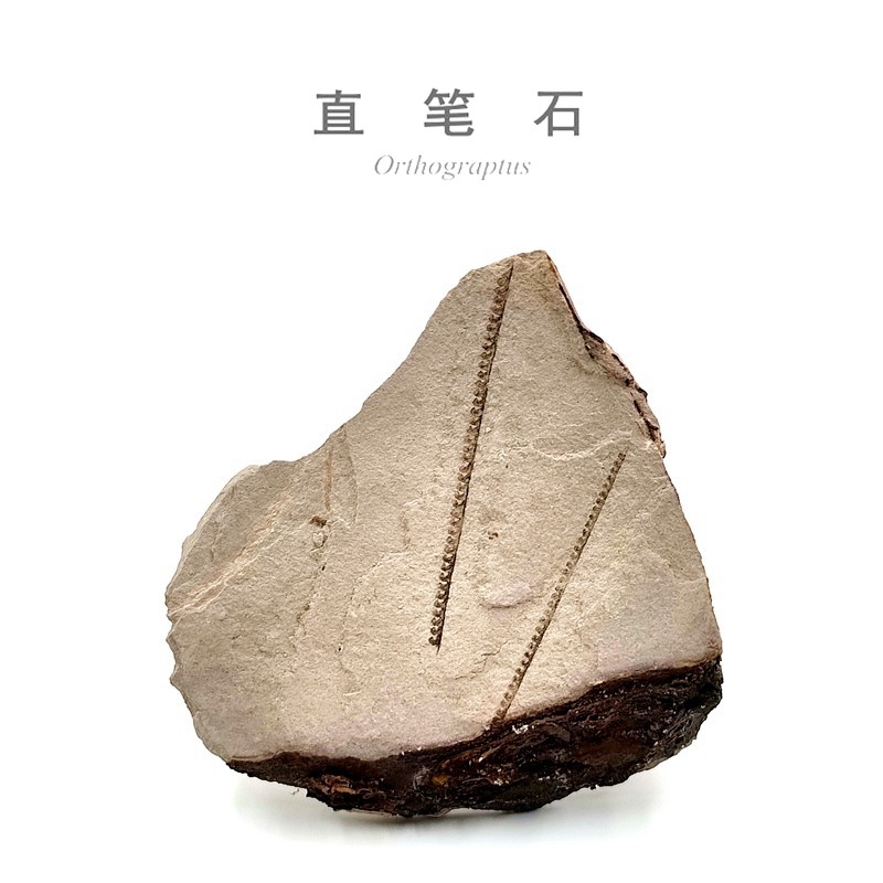 天然古生物化石原始动植物奥陶纪笔石直笔石巨笔石地质科普教学