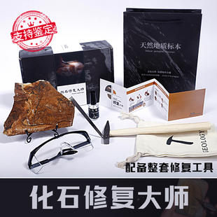 化石标本修复动手清修天然古生物鱼三叶虫菊石贝类动物化石原石头