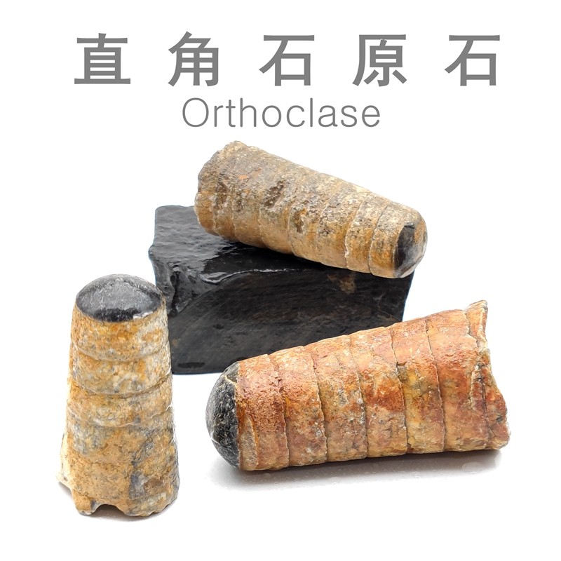 奥陶纪直角石化石震旦角石化石海洋古生物化石地质科普教学标本