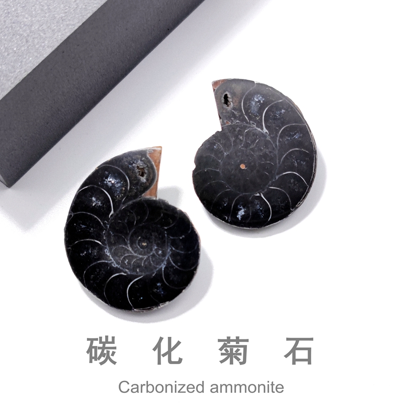 摩洛哥碳化菊石化石教学标本摆件