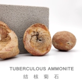 古生物马达加斯加天然结核菊石原化石斑彩螺海螺地质科普教学标本