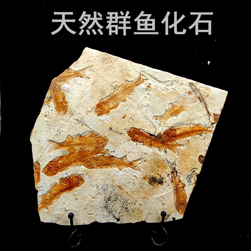 古生物白垩纪天然中华狼鳍鱼群鱼化石头地质科普教学标本摆件收藏