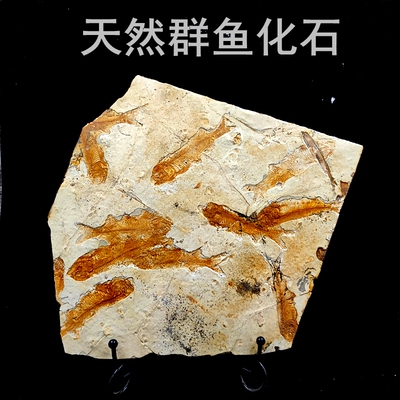 天然化石三叶虫古生物白垩纪标本