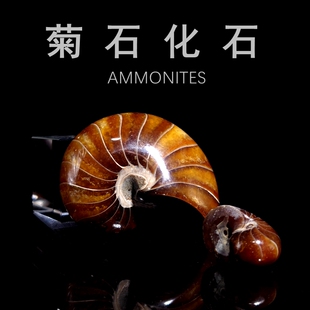 古生物化石标本马达加斯加天然斑彩螺化石叶菊石地质科普教学标本