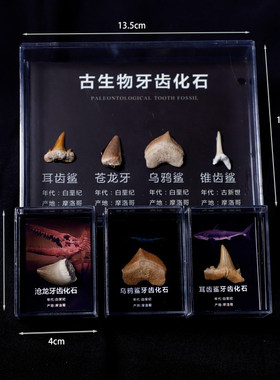 化石标本无镶嵌牙齿化石标本摆件