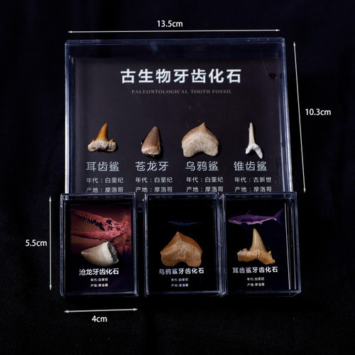 化石标本无镶嵌牙齿化石标本摆件