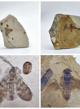 内蒙古道虎沟侏罗纪白垩纪古生物天然昆虫化石科普教学标本礼物
