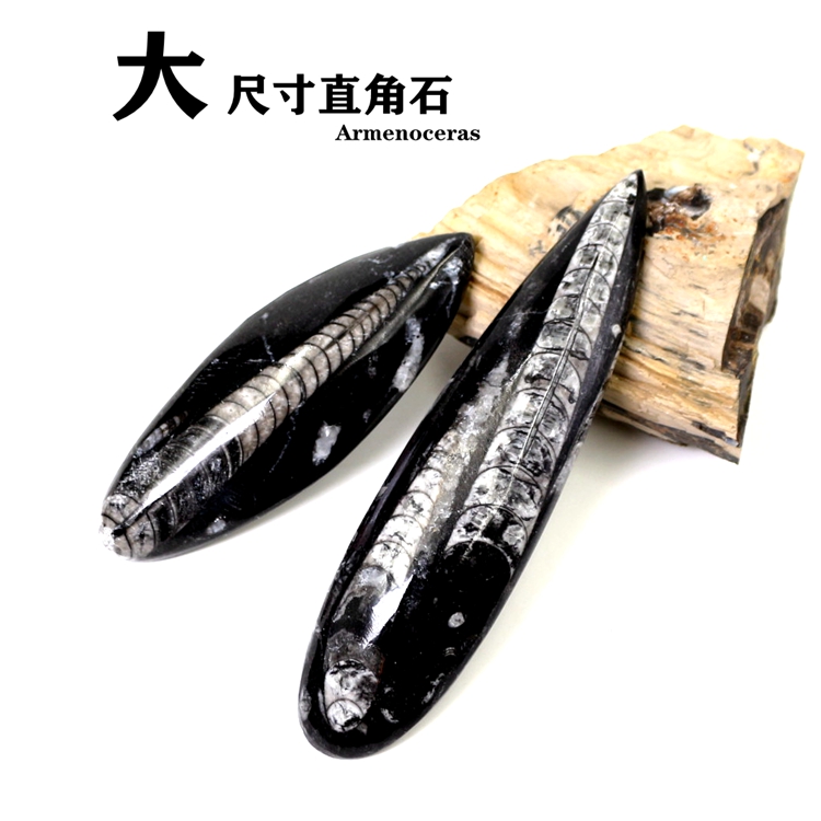 直角石摩洛哥角石教育科普标本