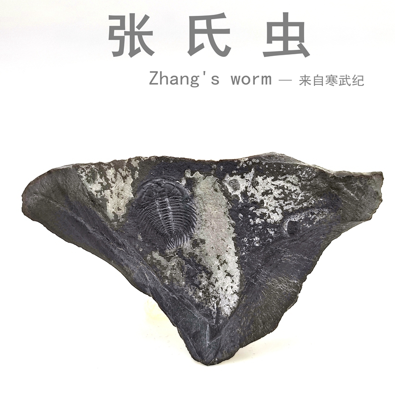 寒武纪古生物科普教学三叶虫化石