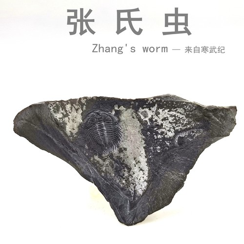 寒武纪古生物科普教学三叶虫化石