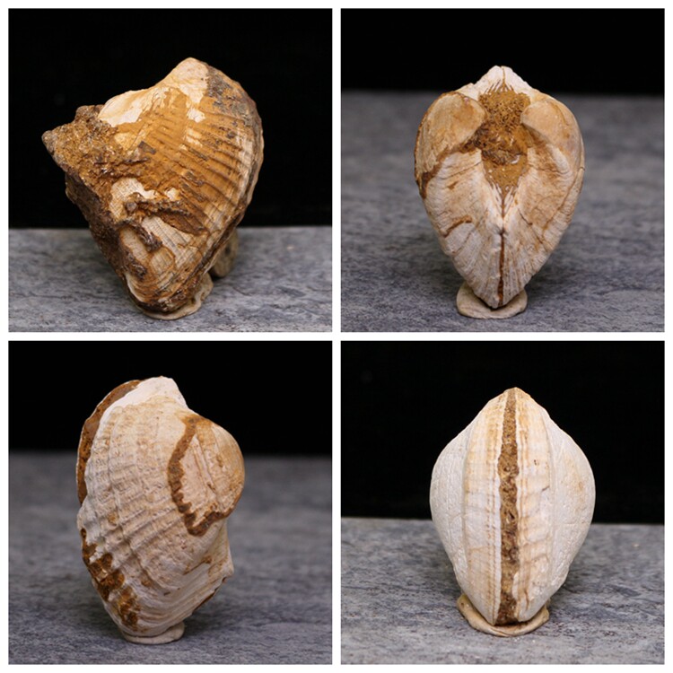 蛤蛎化石原石河蚌贝壳化石原石海洋生物化石