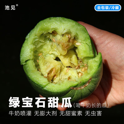 池见无土纯基质绿波特绿宝甜瓜