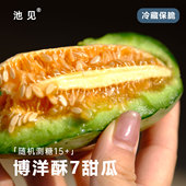 池见 山东新鲜水果现摘头茬博洋酥7甜瓜蜜瓜香瓜甜瓜酥脆非羊角蜜