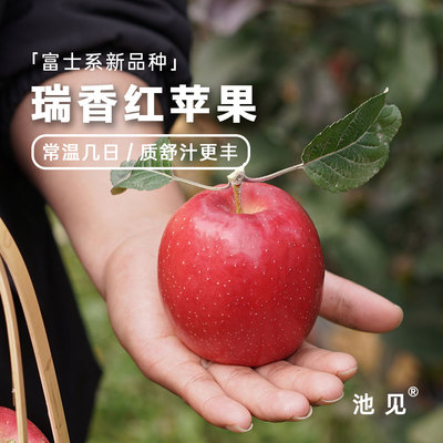 池见 甘奈沁红香甘饴瑞香红苹果当季现摘脆甜正宗红富士儿童孕妇