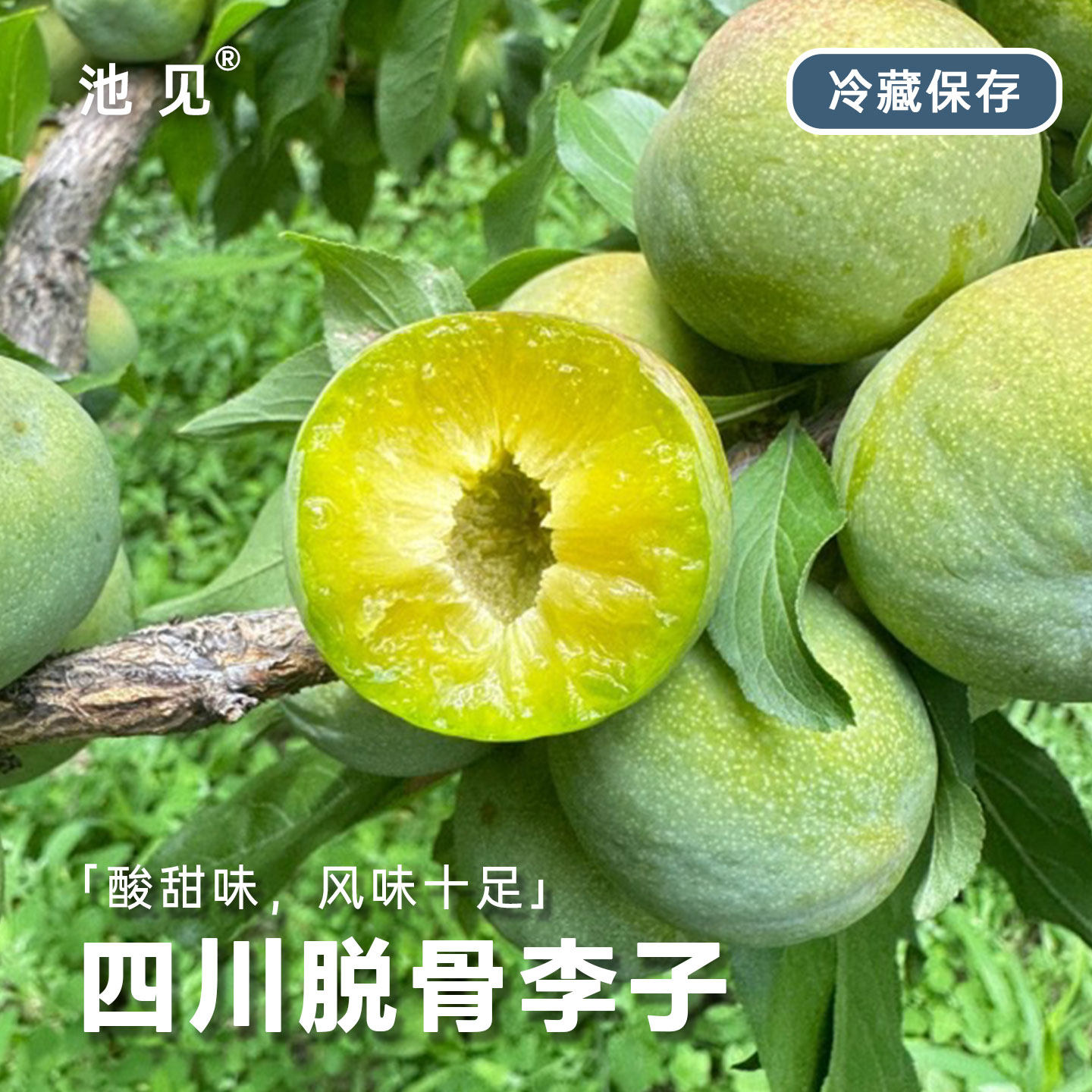 池见 1个园子的脆李子新鲜水果当季时令新鲜现摘现发孕妇水果顺丰,水产肉类/新鲜蔬果/熟食,李子,淘宝优惠券,粉丝福利购,淘宝优惠卷