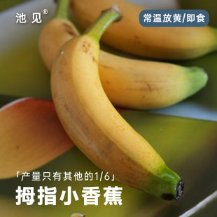池见 新鲜水果黄香蕉小黄香蕉 佳丽拇指小香蕉当季