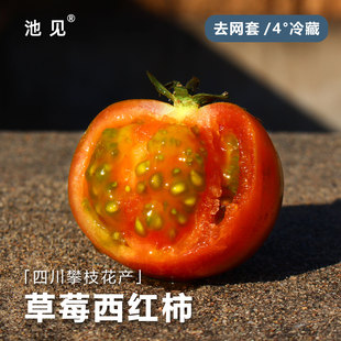 池见 四川攀枝花产草莓番茄柿子生态种植新鲜水果铁皮真味西红柿