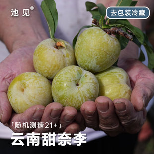 高原小蜜奈李 青黄色 肉厚基本纯甜 高端李子有大有小