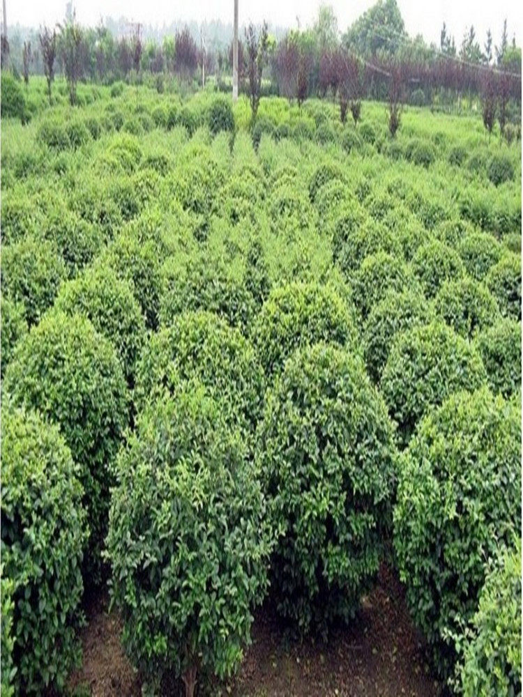 小叶女贞造型盆景树桩球形树苗庭院别墅绿化小区绿化苗木包邮