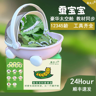 蚕宝宝学生养蚕太空舱儿童养育饲养活物观察1234龄蚕卵