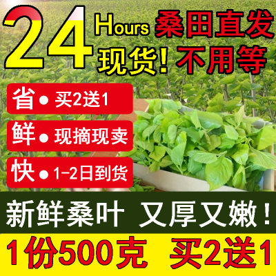 新鲜桑叶养蚕食物买2送工具