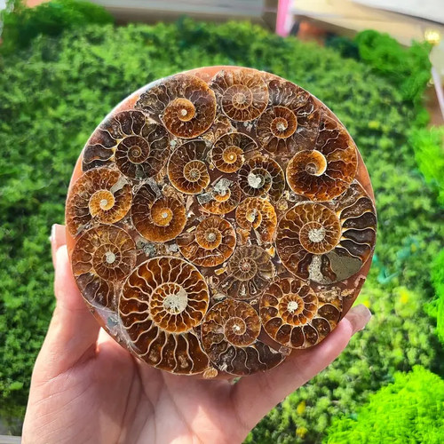 马达加斯加巴甫洛夫菊石化石