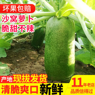 新鲜现拔正宗沙窝水果萝卜生吃脆甜绿沙沃青萝卜水果礼盒10非潍坊