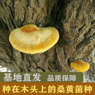 种在木头上的桑黄菌种马桑菌菌种椴木桑黄菌种咋木蘑菇菌种