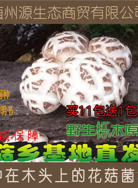 种在木头上香菇菌种 椴木香菇菌种 椴木蘑菇菌种 食用菌菌种