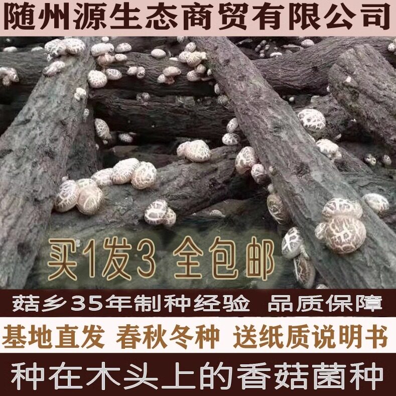 源生态椴木香花菇菌种种在木头上的香花菇蘑菇菌种一二三级栽培种