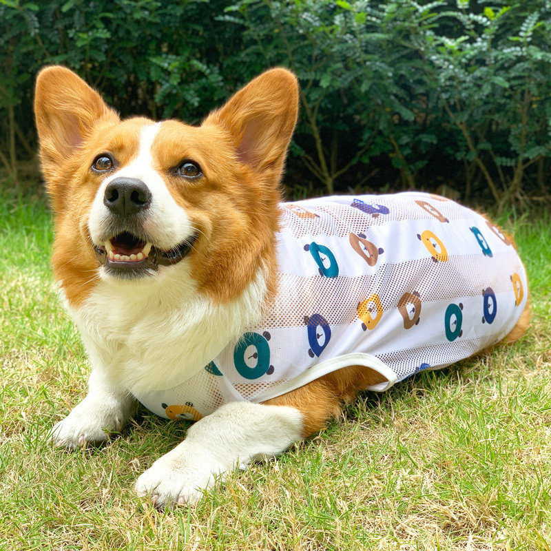 柯基狗狗衣服春秋夏天柴犬防晒图片