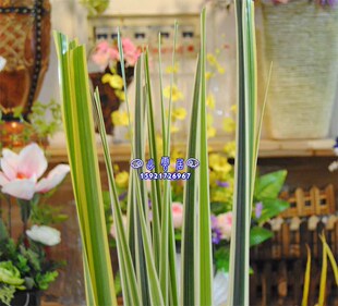 仿真剑叶 箭叶 水蜡烛叶剑草箭草 假花草 装饰花草盆景配草剑兰叶