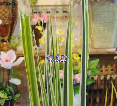 仿真剑叶水蜡烛装饰盆景剑兰叶