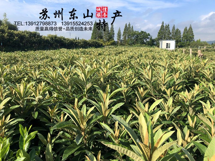 白玉枇杷树苗嫁接好常绿