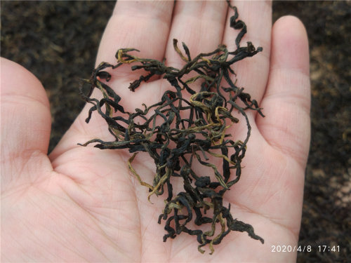 2022年新茶清明雪峰红茶老黑野生