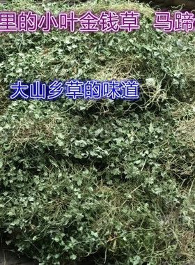 野生四川小叶金钱草马蹄金