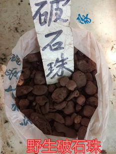 药材破石珠土栾儿九牛子鸡生旦九子羊三叶青金钱吊葫芦金线吊葫芦