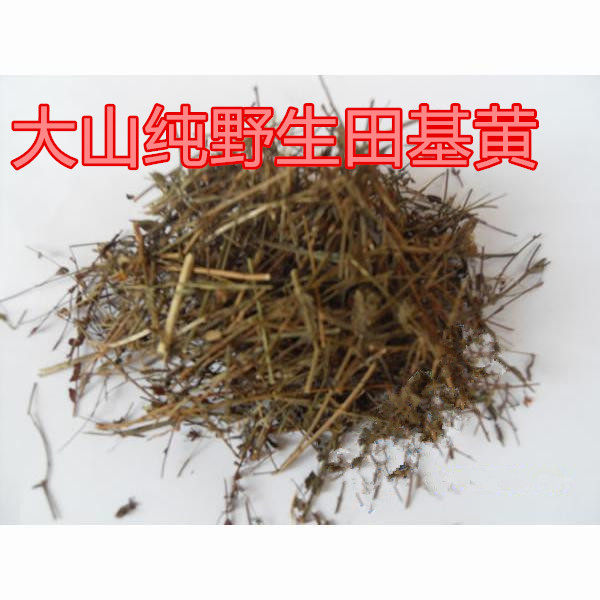 中药材田基黄地耳草雀舌草蛇查口跌水草寸金草