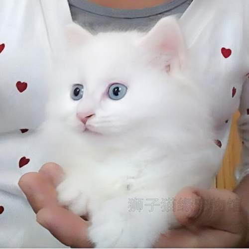 山东临清狮子猫蓝眼异瞳长毛白猫
