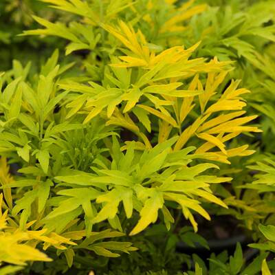 金叶接骨木黄金塔Sambucus 