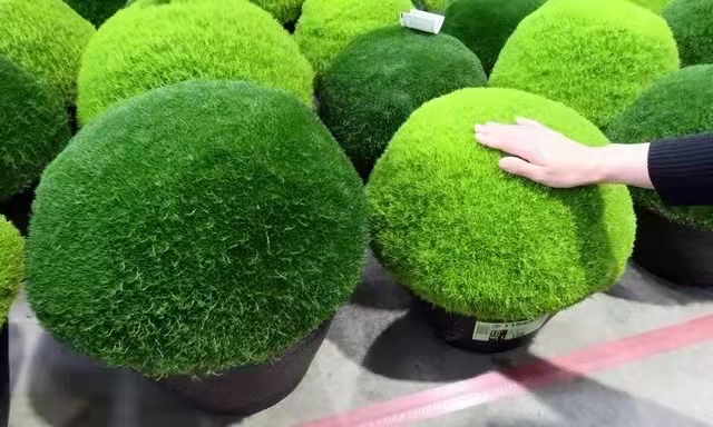 爱尔兰珍珠草苔藓盆栽庭院花园铺地观赏草花境植物护盆草 绿海岸