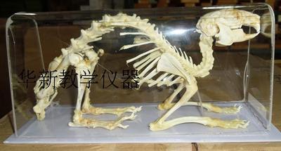 兔骨骼模型J43106兔骨骼标本 兔子模型中学生物教学仪器