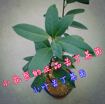 天天特价宁波苦丁茶一颗茶树苗